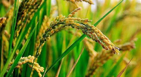 Arroz de grano largo